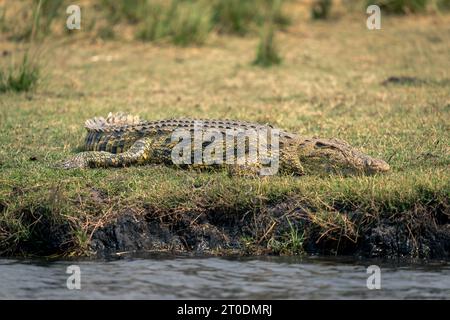 Coccodrillo del Nilo sdraiato sulla riva del fiume al sole Foto Stock