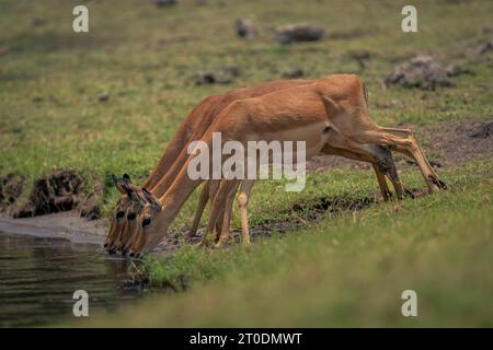 Tre impala comuni femminili che bevono fianco a fianco Foto Stock