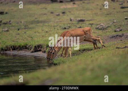 Tre impala comuni femminili bevono dal fiume Foto Stock