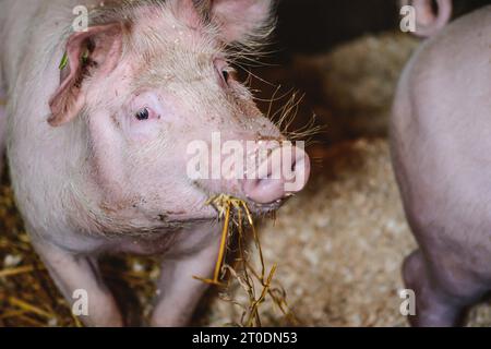 Giovane maiale rosa in un suino di una fattoria che mangia fieno, allevamento suino e industria alimentare, da vicino Foto Stock