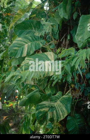 Piante che crescono nei Giardini Botanici di Scarborough a Tobago Foto Stock