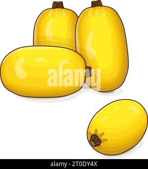 Gruppo di Orangetti Spaghetti squash. Squash invernale. Cucurbita pepo. Frutta e verdura. Clipart. Illustrazione vettoriale isolata. Illustrazione Vettoriale