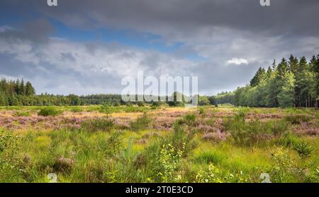 Vista sulla brughiera di Boswachterij Grolloo con arbusti e erica fiorita, Calluna vulgaris, circondata da foreste di produzione con conifere ag Foto Stock