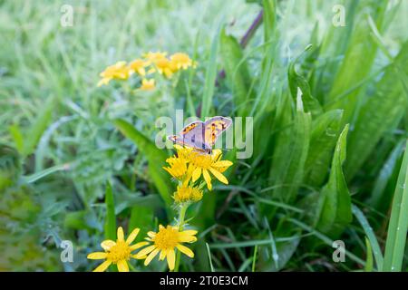 Primo piano di un piccolo rame, Lycaena phlaeas, su fiore di ragwort palustre, Jacobaea aquatica, su sfondo con rosetta di foglie di piccola Plantain, PL Foto Stock