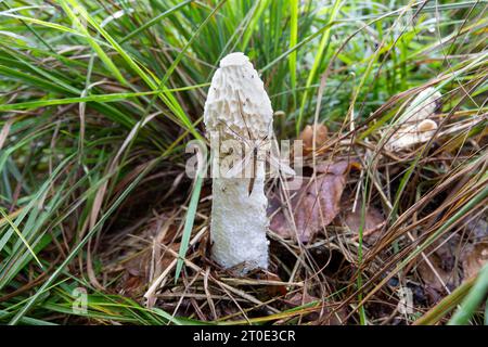 Primo piano di una femmina Stinkhorn comune, Phallus impudicus, e Meadow Crane fly, Tipula paludosa con ovipositore chiaramente visibile tra grumi di lunga g Foto Stock