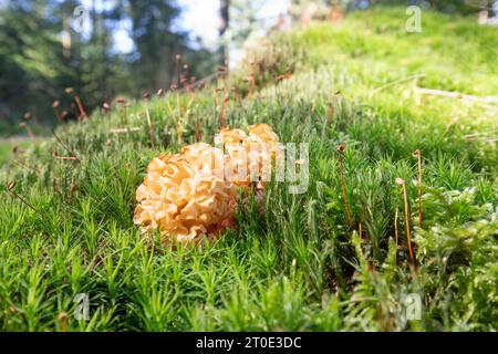 Primo piano di un fungo di cavolfiore di colore giallo tenue, Sparassis Crispa, con bordi marroni che crescono in una coperta di muschi in una foresta con alberi sul retro Foto Stock
