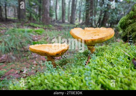 Primo piano di un arcano Bolete commestibile maturo, Suillus grevillei, che cresce su un pavimento sabbioso della foresta nella provincia olandese di Drenthe Foto Stock