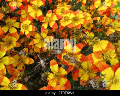 Ritratto naturale ravvicinato della pianta in fiore del glorioso centro giallo-rosso di Bidens Taka Tuka, in un bel sole estivo Foto Stock