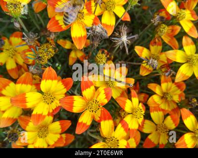 Ritratto naturale ravvicinato della pianta in fiore del glorioso centro giallo-rosso di Bidens Taka Tuka, in un bel sole estivo Foto Stock