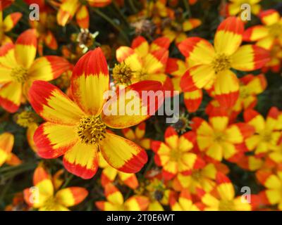 Ritratto naturale ravvicinato della pianta in fiore del glorioso centro giallo-rosso di Bidens Taka Tuka, in un bel sole estivo Foto Stock