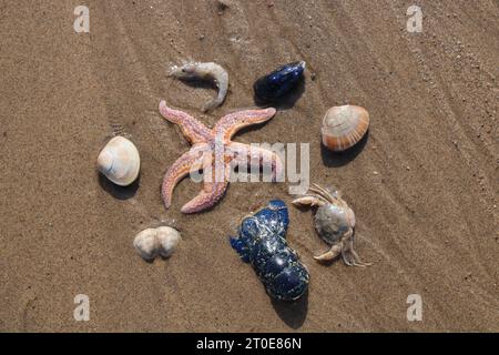Creature marine su Sandy Beach Blue Lobster Tail, Starfish, gamberi, granchio, cozze e crostacei Seashells Foto Stock