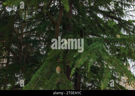 Angers, Francia, 2023. Coni che crescono sul maestoso cedro del Libano (Cedrus libani) nel fossato del castello medievale di Angers Foto Stock