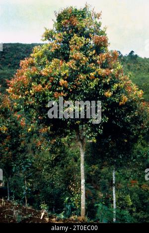 Cannella indonesiana (Cinnamomum burmanni) Foto Stock
