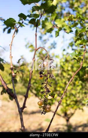 uva secca malata. Grappoli di uva verde con frutta secca sulla vite. Foto Stock