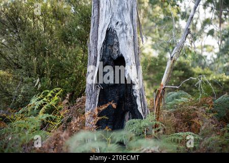 albero di gomma bruciato in australia nel bush Foto Stock