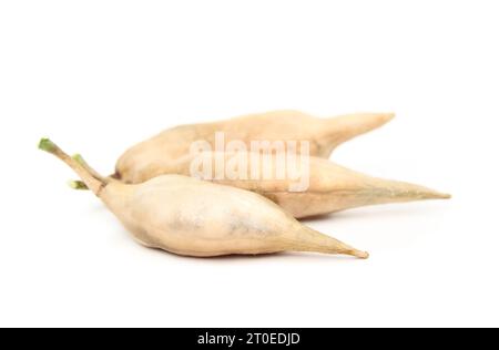 Pila di cialde secche di semi di ravanello, isolate. Conchiglie multiple di semi di beige marrone da una pianta di ravanello a un seme. Cialde di semi raccolte per estrarre, conservare e pla Foto Stock