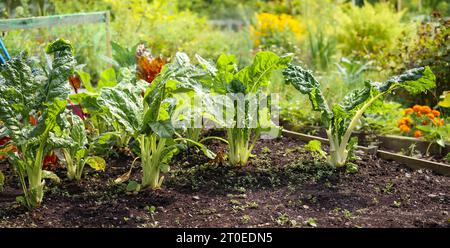 Filari svizzeri maturi in un letto da giardino con vegetazione lussureggiante e sfondo floreale. Note come barbabietola da foglia, barbabietola da ortica, barbabietola da spinaci e Beta vul Foto Stock