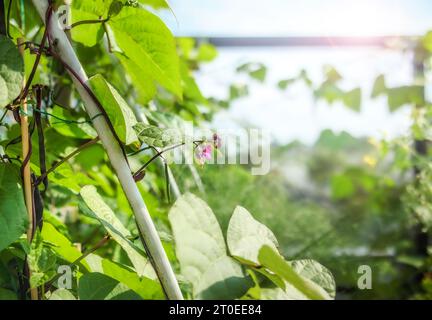 Fiore di fagioli viola nel giardino pensile. Lussureggianti piante di fagioli verdi con fiori e baccelli di fagioli quasi pronti su tralicci. Pianta di fagioli viola Peacock o Phaseo Foto Stock