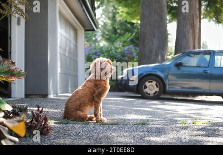 Cane seduto di fronte alla casa sul vialetto d'ingresso, mentre guarda il quartiere. Profilo laterale di un cane Labradoodle felice che si gode l'ombra Foto Stock