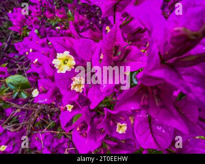 Bougainvillea glabra "Sanderiana", arbusto mediterraneo con fiori viola, tacchino Foto Stock