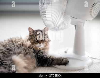 Un gatto carino davanti al ventilatore mentre si stende sul tappeto e guarda la fotocamera. Gatto tabby senior con zampa sul ventilatore. Concetto per tenere gatti, cani e animali domestici Foto Stock