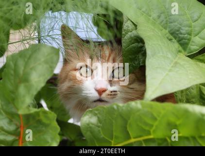 Gatto carino che guarda fuori dalle piante. Vista frontale del gattino calico che sbircia dalle lussureggianti verdure in giardino. Gatto con bellissimi contrassegni asimmetrici Foto Stock