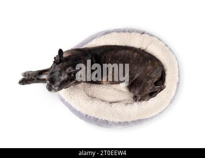 Cane anziano che dorme nel letto del cane, top vie. Cane carino con zampe anteriori allungate fuori dal letto per animali domestici. 9 anni di sesso femminile nero boston terrier pug mix snorin Foto Stock