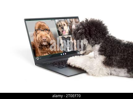 Cane che parla con amici cani in videoconferenza. Barboncino utilizzando un computer portatile e facendo una riunione online in videochiamata con un gruppo di cani. Animali domestici che utilizzano una cod Foto Stock