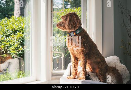 Curios cane seduto alla finestra a guardare il quartiere. Profilo laterale di un simpatico cane Labradoodle seduto sopra una poltrona davanti alle finestre Foto Stock