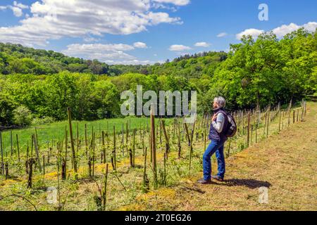 Vigneti di Manternach sul sentiero escursionistico Mantenacher Fiels, Manternach, Lussemburgo, Saar-Hunsrück Dream Loop Foto Stock