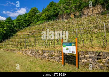 Vigneti di Manternach sul sentiero escursionistico Mantenacher Fiels, Manternach, Lussemburgo, Saar-Hunsrück Dream Loop Foto Stock