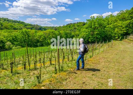 Vigneti di Manternach sul sentiero escursionistico Mantenacher Fiels, Manternach, Lussemburgo, Saar-Hunsrück Dream Loop Foto Stock