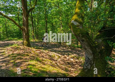 Escursionista sul sentiero escursionistico Saarschleife-Tafeltour, Traumschleifen Saar-Hunsrück, Mettlach, Saar, Saartal, parco naturale Saar-Hunsrück, Saarland, Germania Foto Stock