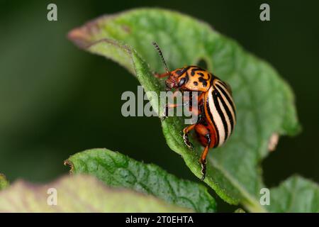 Scarabeo del Colorado (Leptinotarsa decemlineata) su pianta di patate Foto Stock