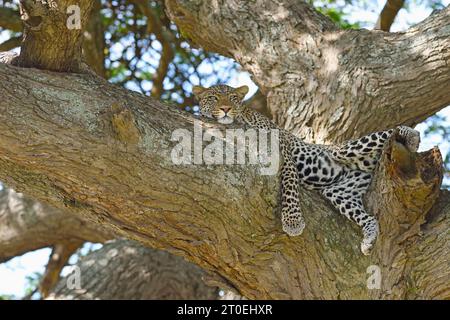 Leopardo riposante (Panthera pardus) in un albero di acacia nella savana del Parco nazionale del Serengeti, Tanzania, Africa Foto Stock