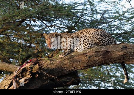 Leopardo (Panthera pardus) con una morte in un albero di acacia nella savana del Parco Nazionale del Serengeti, Tanzania, Africa Foto Stock