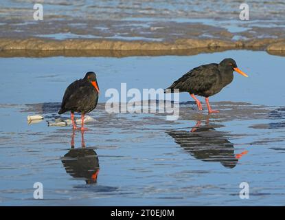 African Black Oystercatcher (Haematopus moquini), città del Capo, Sudafrica. Foto Stock