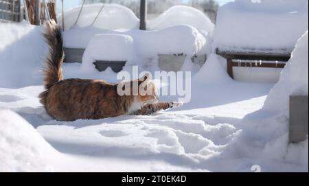 Gatto nella neve profonda nel balcone o nel patio in una soleggiata giornata invernale. Vista laterale del gatto carino e soffice che corre con la zampa allungata e la neve che vola. Gatto in movimento. Fe Foto Stock