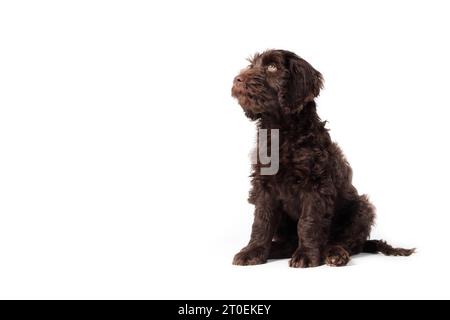 Cucciolo isolato seduto e guardando in alto. Carino e soffice cucciolo seduto rilassato. Formazione all'obbedienza o fame. Labradoodle australiano di 2 mesi Foto Stock