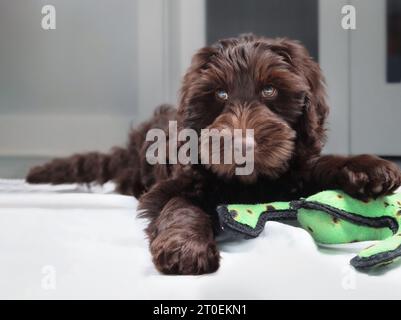 Un simpatico cucciolo di labradoodle che si trova tra le zampe mentre si guarda la macchina fotografica. Vista frontale del giocoso cucciolo che tiene in mano un peluche giocattolo. donna di 2 mesi c Foto Stock