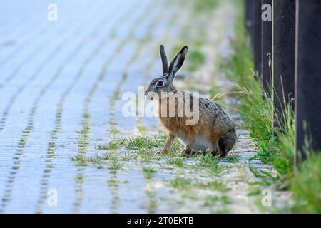 Germania, bassa Sassonia, Juist, lepre bruna (Lepus europaeus), chiamata in breve lepre, mammifero della famiglia leporidi (leporidae). Foto Stock