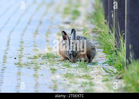 Germania, bassa Sassonia, Juist, lepre bruna (Lepus europaeus), chiamata in breve lepre, mammifero della famiglia leporidi (leporidae). Foto Stock