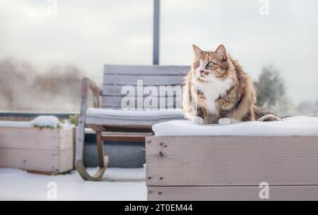 Gatto seduto sulla piantatrice innevata sul patio sul tetto. Adorabili torbie o gattini calico accovacciati per tenersi al caldo mentre guardi la fotocamera. Animali domestici sulla neve o. Foto Stock