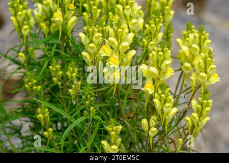 True toadflax (Linaria vulgaris) specie vegetale del genere Linaria. Foto Stock