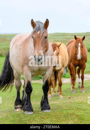 Germania, bassa Sassonia, Juist, cavalli sul pascolo. Foto Stock