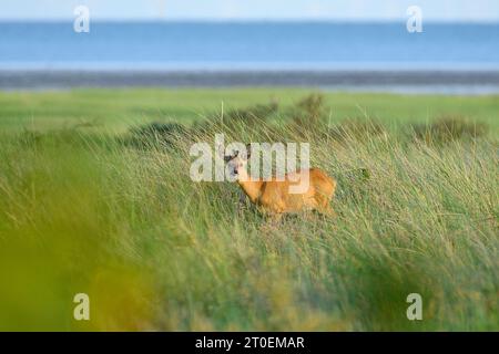 Germania, bassa Sassonia, Juist, roebuck (Capreolus capreolus) sull'isola. Foto Stock