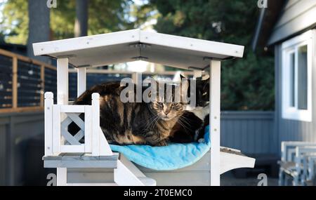 Due gatti seduti nel patio del cathouse. I fratelli gatto rilassati si godono la compagnia nelle giornate di sole. Grande casa in legno per gatti impermeabile per proteggere Foto Stock