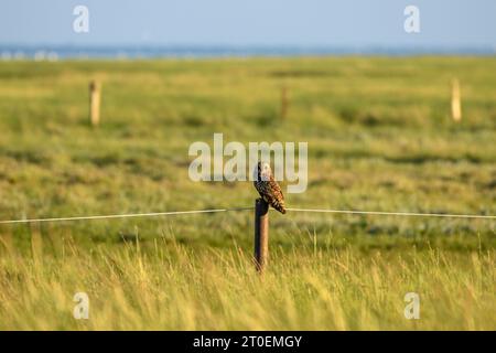 Germania, bassa Sassonia, Juist, gufo dalle orecchie corte (Asio flammeus) specie di uccelli del genere delle gufi dalle orecchie lunghe (Asio). Foto Stock