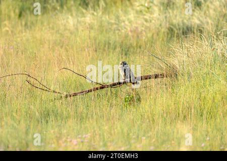 Germania, bassa Sassonia, Juist, gufo dalle orecchie corte (Asio flammeus) specie di uccelli del genere delle gufi dalle orecchie lunghe (Asio). Foto Stock