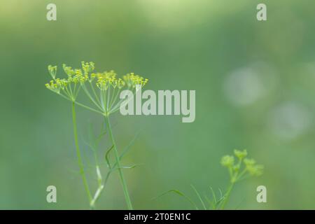 Piccoli fiori gialli di finocchio selvatico (Foeniculum vulgare) su un campo, Germania Foto Stock